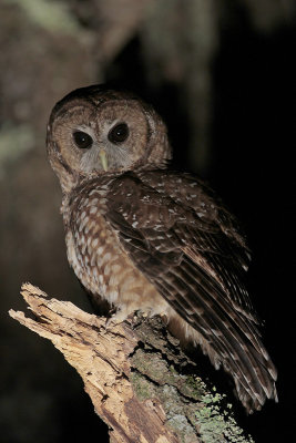 Spotted Owl