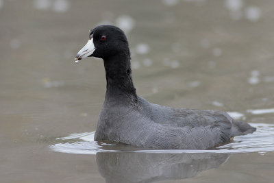 American Coot