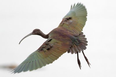 White-faced Ibis