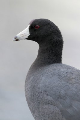 American Coot