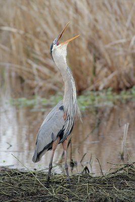 Great Blue Heron