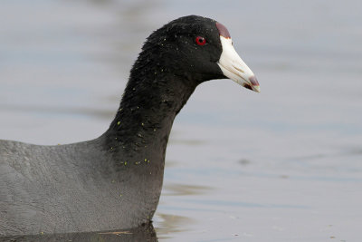 American Coot