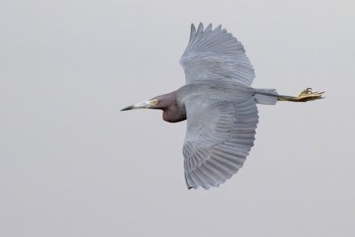 Little Blue Heron