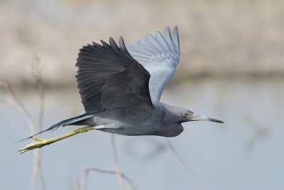 Little Blue Heron