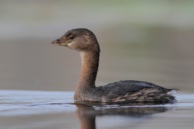 Pied-billed Grebe