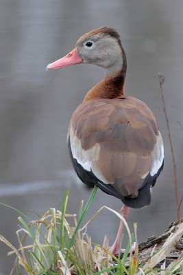 Black-bellied Whistling-Duck