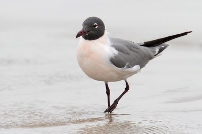 Laughing Gull