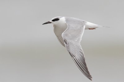 Forster's Tern