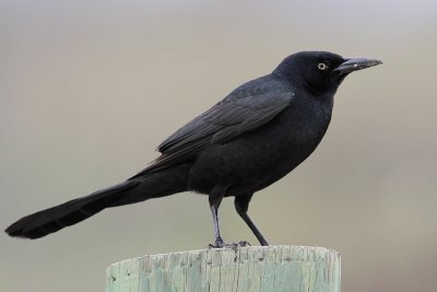 Great-tailed Grackle