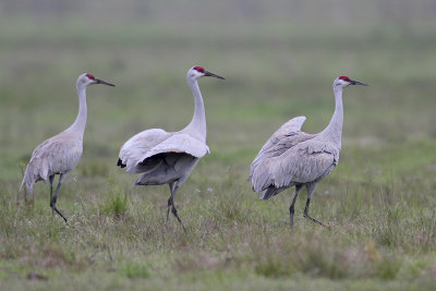 Sandhill Crane