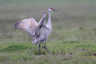 Sandhill Crane