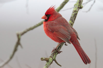 Northern Cardinal