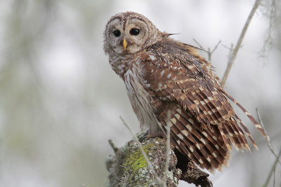 Barred Owl