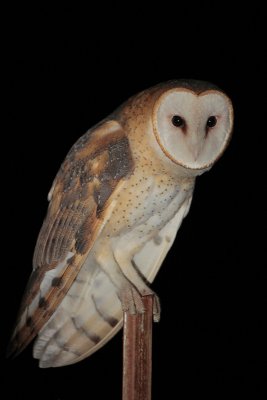 Barn Owl