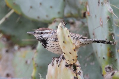 Cactus Wren