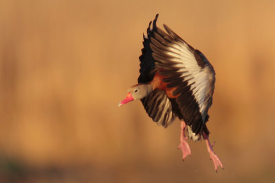 Black-bellied Whistling-Duck