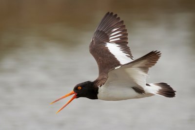 American Oystercatcher