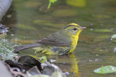 Golden-crowned Warbler