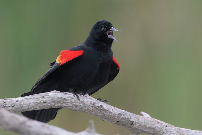Red-winged Blackbird