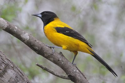 Audubon's Oriole