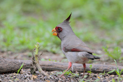 Pyrrhuloxia