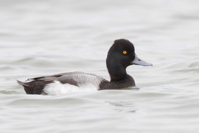 Lesser Scaup