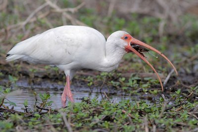 White Ibis