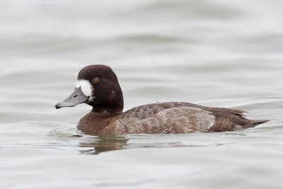 Lesser Scaup