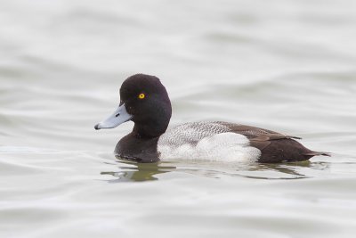 Lesser Scaup