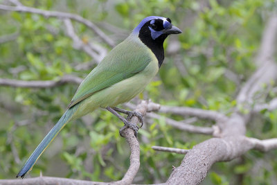 Green Jay