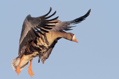 Greater White-fronted Goose