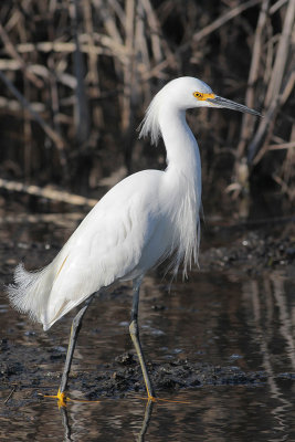 Snowy Egret