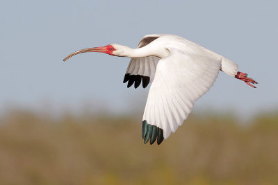 White Ibis