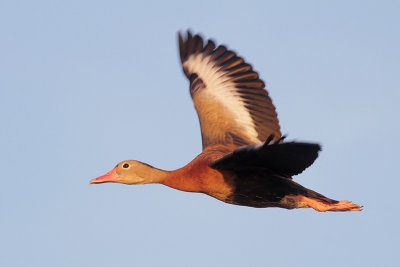 Black-bellied Whistling-Duck