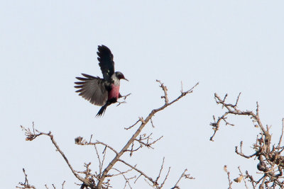 Lewis's Woodpecker