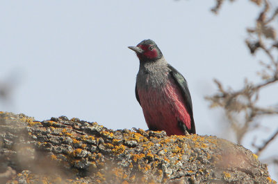 Lewis's Woodpecker