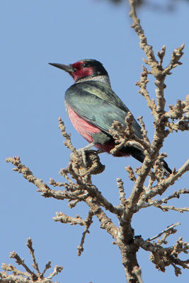 Lewis's Woodpecker