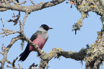 Lewis's Woodpecker