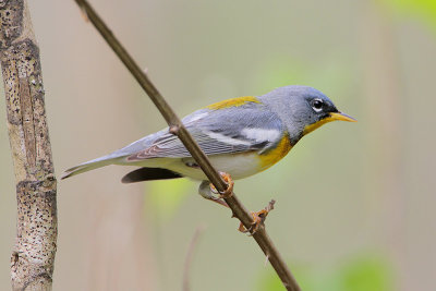 Northern Parula