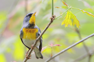 Northern Parula