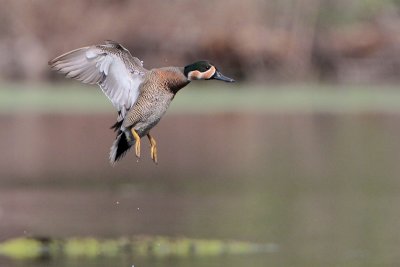 Blue-winged x Green-winged Teal Hybrid