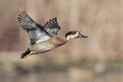Blue-winged x Green-winged Teal Hybrid