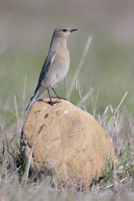 Mountain Bluebird