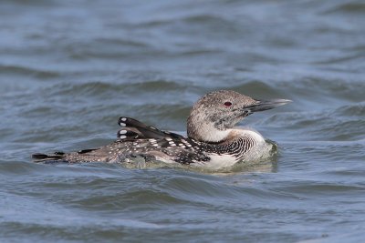 Common Loon