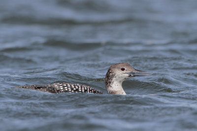 Common Loon