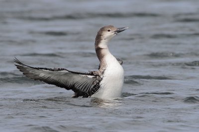 Common Loon