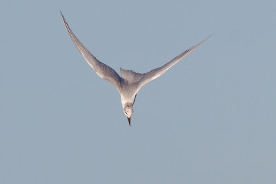 Gull-billed Tern