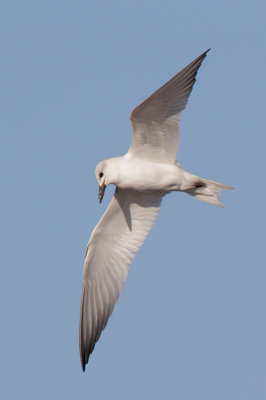 Gull-billed Tern