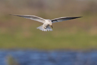 Gull-billed Tern