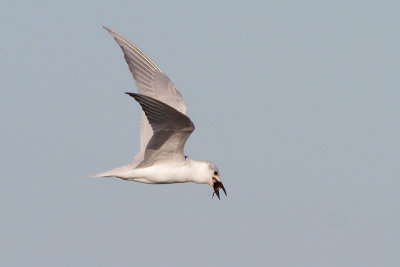 Gull-billed Tern w/crawfish